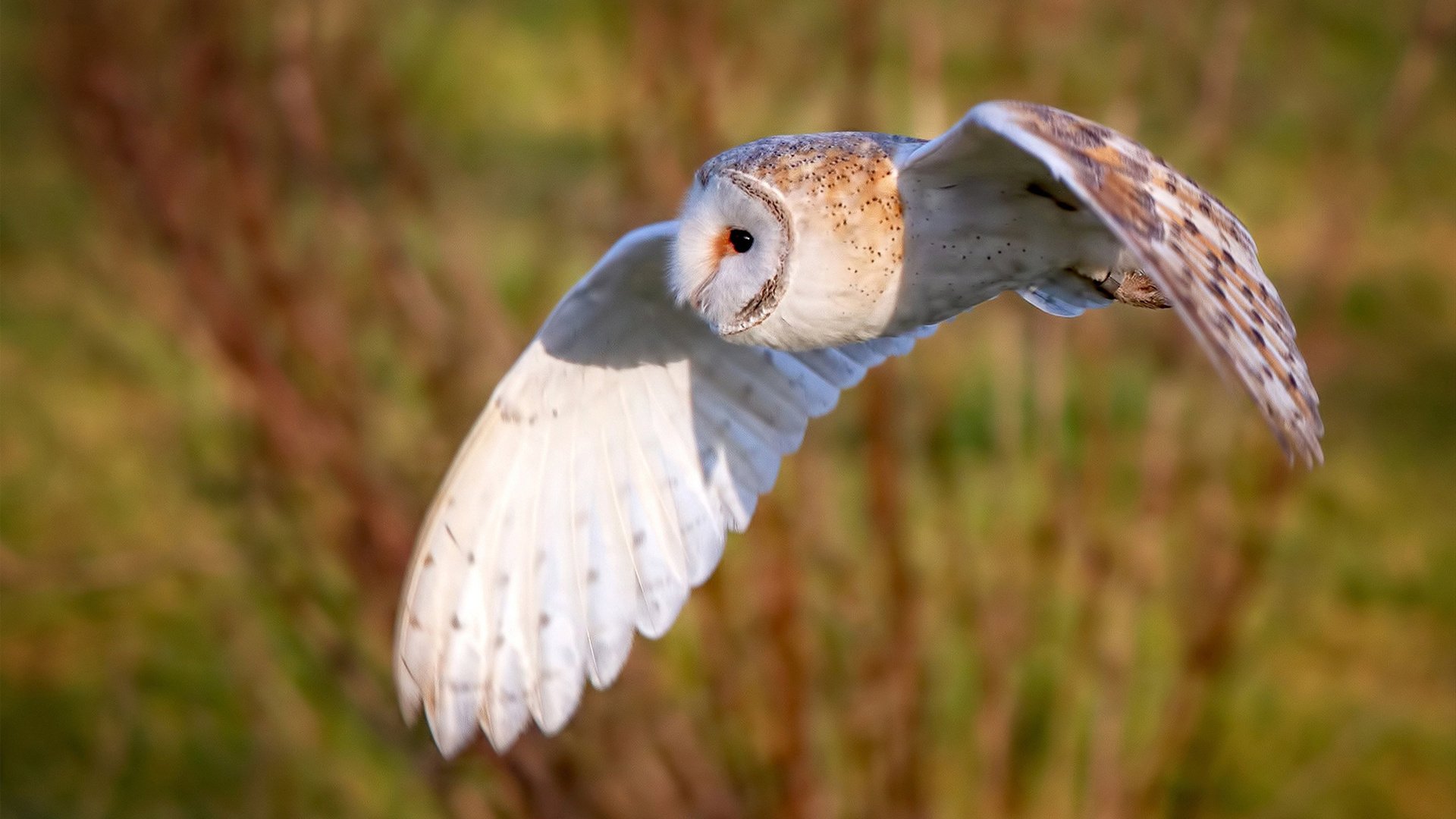 开云体育登录-草根斗士，奥利维耶如何将瑞士铸成乌克兰的战术牢笼