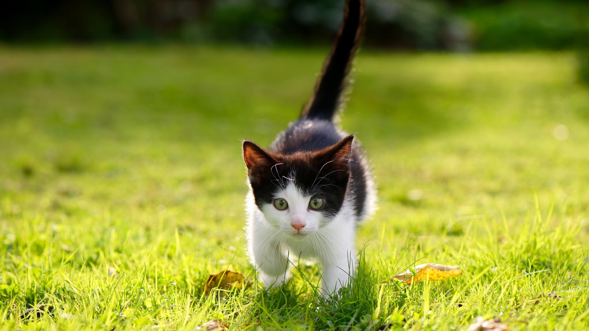 破局者,从赖斯纪录到塞维利亚的逆袭,看双线战场上的唯一胜利